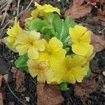 Primula × polyanthaFlower