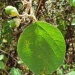 Cordia monoica Feuille