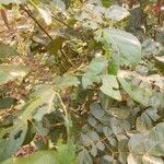 Albizia zygia Hoja