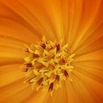 Cosmos sulphureus 花