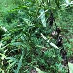 Eupatorium hyssopifolium Levél