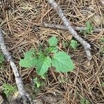 Physalis philadelphica Hostoa