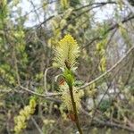Salix triandra Цветок