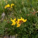 Lotus corniculatus Plante entière