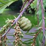 Metasequoia glyptostroboides Plod