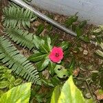 Catharanthus roseusVirág