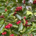 Crataegus persimilis ഇല