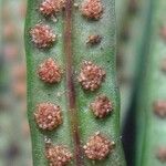 Campyloneurum angustifolium Meyve
