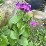 Lunaria annuaFlower