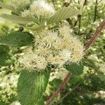 Sorbus ariaFlower