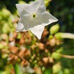 Nicotiana sylvestris 花