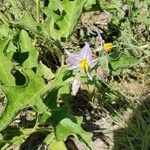 Solanum dimidiatum Virág