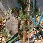 Opuntia rufidaবাকল