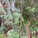 Mimosa polycarpa Blatt