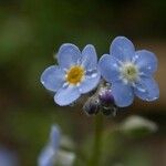 Myosotis sylvatica 花