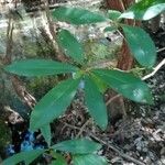 Cyrilla racemiflora Leaf
