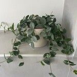 Peperomia quadrangularis Leht