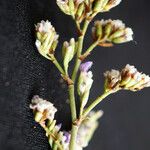 Limonium girardianum Flower