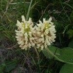 Betonica alopecuros Virág