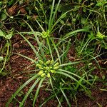 Cyperus cyperoides Elinympäristö