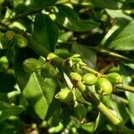 Sarcococca confusa Frucht