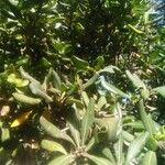 Pittosporum viridiflorum Листок