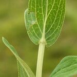 Hypericum richeri Levél