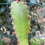 Euphorbia triangularis Leaf