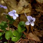 Viola rostrata Habitatea