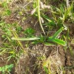 Muscari comosum Leaf