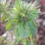 Jacquemontia tamnifolia Blüte