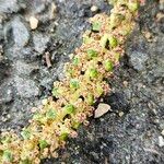 Alnus cordata Flors