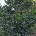 Pouteria lucuma Blatt