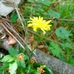 Crepis lampsanoides Flower