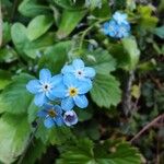 Myosotis scorpioidesFlower