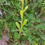 Myosotis macrosperma Leaf