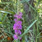 Lythrum virgatum Fiore