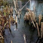 Typha latifolia Fuelha