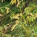 Sanguisorba dodecandra 花