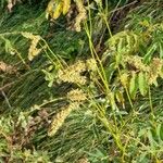 Sanguisorba dodecandra Flower