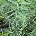 Vicia monantha Likasa