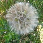 Tragopogon pratensis Fruit