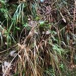 Festuca altissima Blad