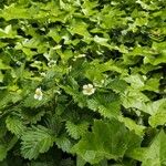 Fragaria vescaFlower