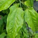 Thunbergia mysorensis Folha