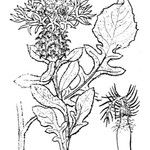 Centaurea jordaniana その他の提案