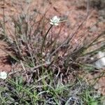 Cyperus niveus Λουλούδι