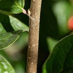 Cotoneaster bullatus 樹皮