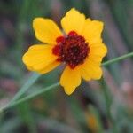 Coreopsis tinctoria花