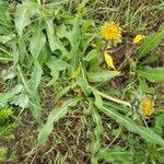 Wyethia angustifolia Habit